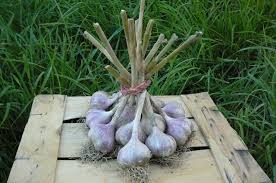 Česnek Český  –  Dukát